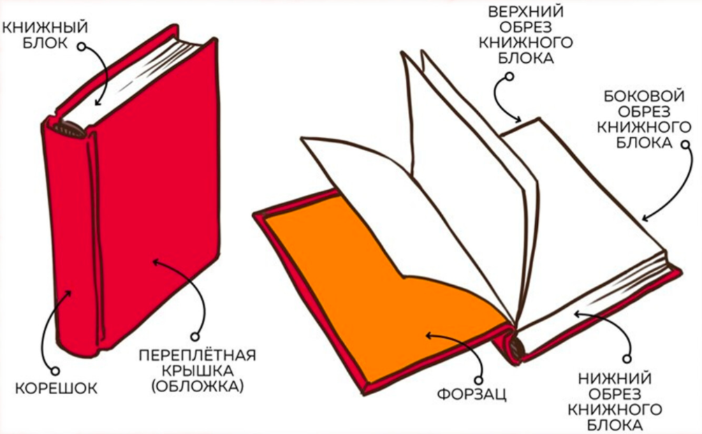 4 страница обложки. Из чего состоит структура книги. Из чего состоит книга схема для детей. Как называется часть книги сбоку. Как называется часть книги корешок.